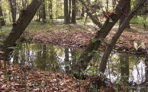 Vácrátóti arborétum