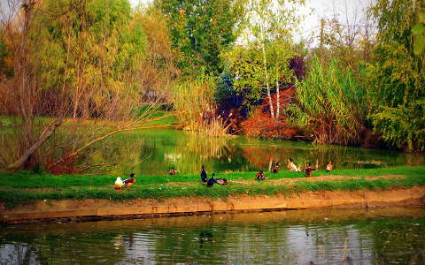 kacsa tó vizimadár ősz