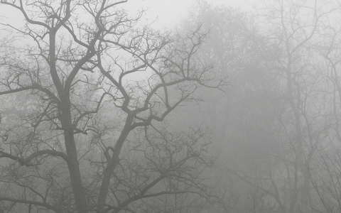 fa fekete-fehér köd