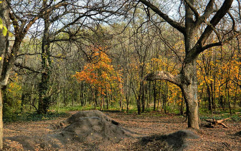 Fotó:Szolnoki Tibor 2013.11.12.
