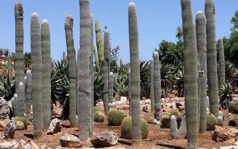 Kaktuszpark, Mallorca