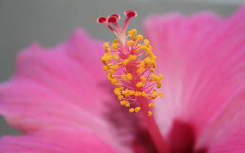 Rózsaszínű hibiszkusz