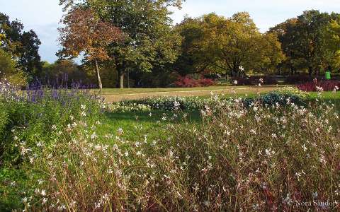 Kert, park