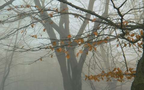 Fotó:Szolnoki Tibor-2013.12.28.