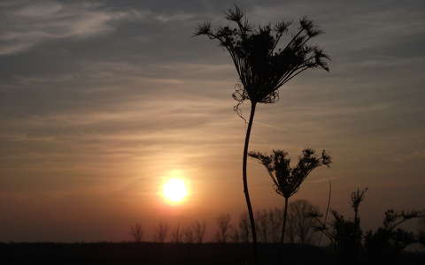 Naplemente