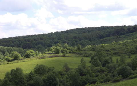 erdő
