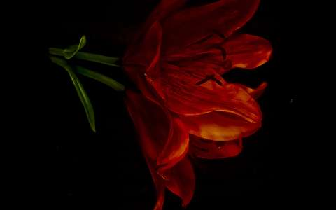 liliom