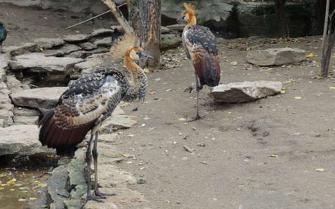 Koronásdaru fiókák a Budapesti Állatkertben