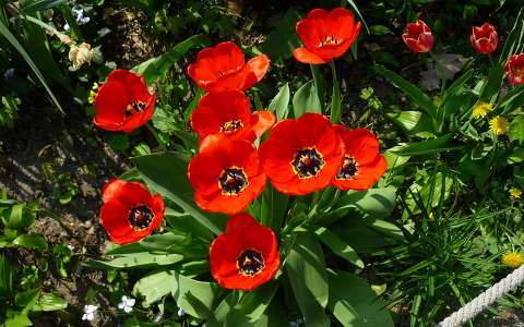 Tulipánok