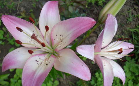 liliom