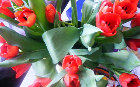Tulipán...