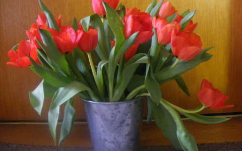Tulipán