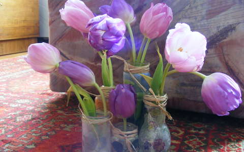 Tulipán