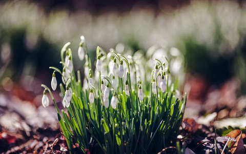 címlapfotó hóvirág tavasz tavaszi virág