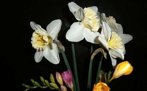 frézia nárcisz névnap és születésnap tavaszi virág