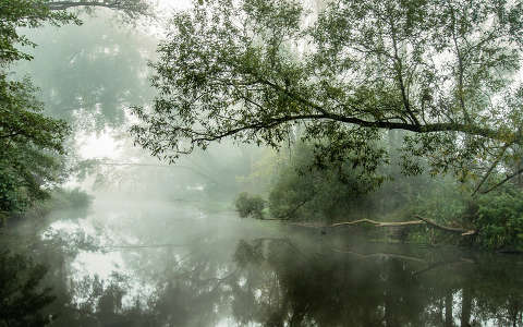 fa folyó köd tavasz