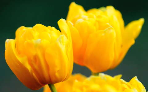 tulipán