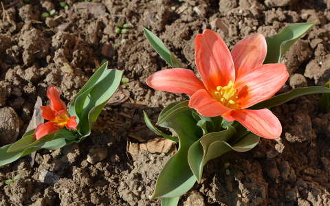 Korai tulipán