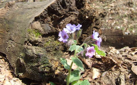 vadvirág