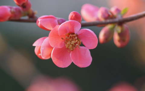 címlapfotó japánbirs tavasz