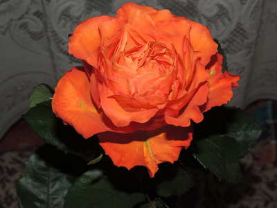 Rózsa