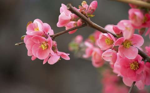 címlapfotó japánbirs tavasz virágzó fa