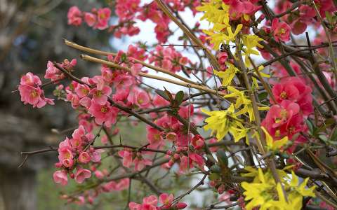 aranyeső japánbirs tavasz virágzó fa