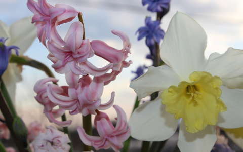 jácint nárcisz tavasz tavaszi virág