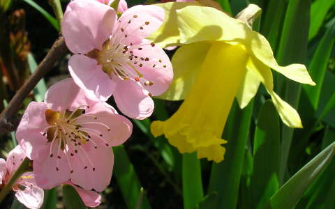 gyümölcsfavirág nárcisz tavaszi virág