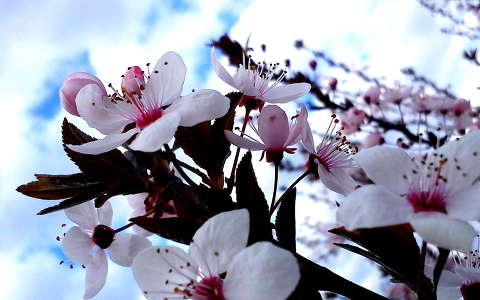 címlapfotó virágzó fa