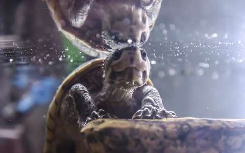 címlapfotó hüllők teknős