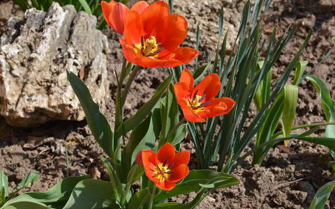 Tulipán