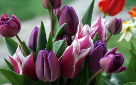 címlapfotó tavaszi virág tulipán virágcsokor és dekoráció