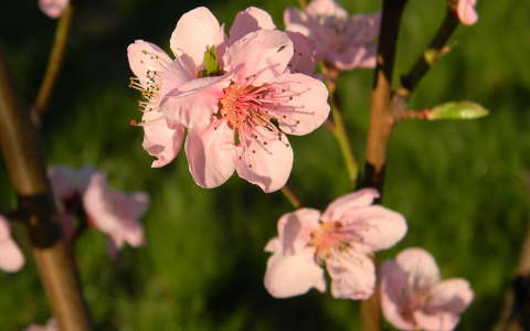 gyümölcsfavirág tavasz virágzó fa