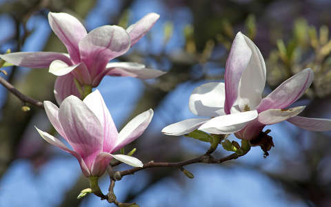 magnólia tavasz virágzó fa
