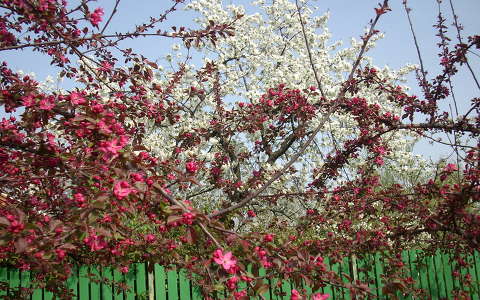 kertek és parkok tavasz virágzó fa