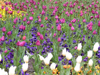 Tulipánok