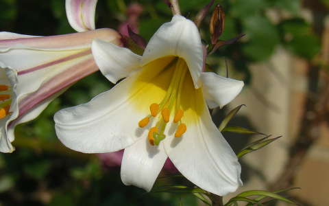 liliom