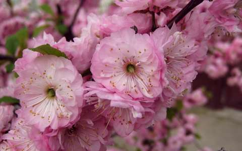 virágzó fa, tavasz, rózsaszín