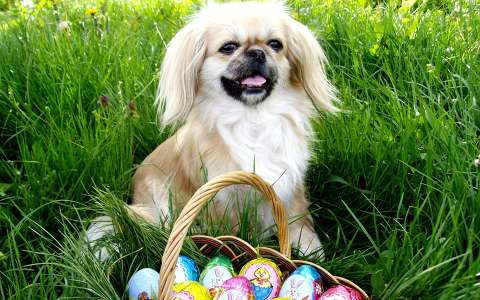 húsvét kutya tojás