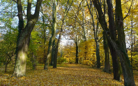 Alcsútdoboz Arborétum