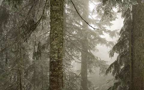 erdő fa fenyő köd