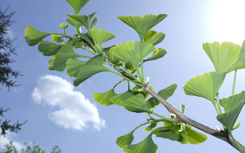 Gingko