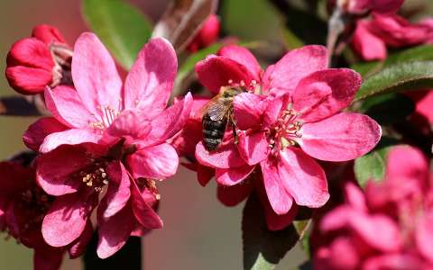 gyümölcsfavirág méh rovar virágzó fa