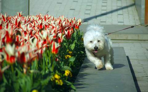 kutya tavasz tavaszi virág tulipán