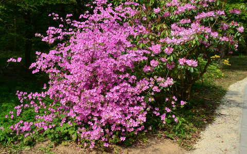 rododendron,Jeli arborétum