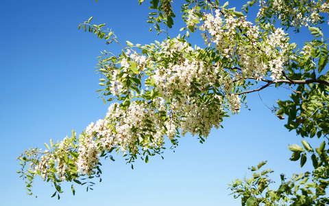 akácvirág tavasz virágzó fa