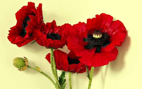 Papaver Bracteátum