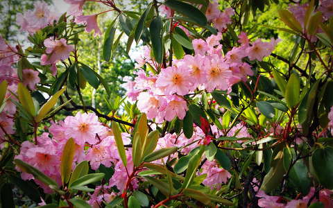 címlapfotó jeli arborétum kertek és parkok rododendron
