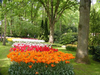 Keukenhof - Hollandia